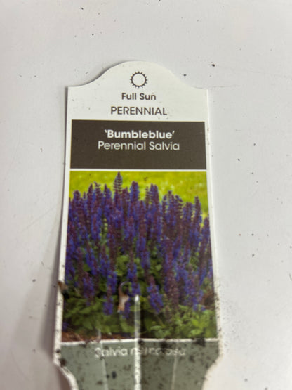 1 Gal Perennial Sage (Salvia)