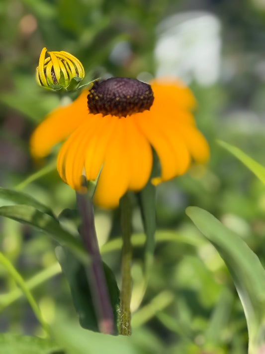 10" Fall Perennial Planters