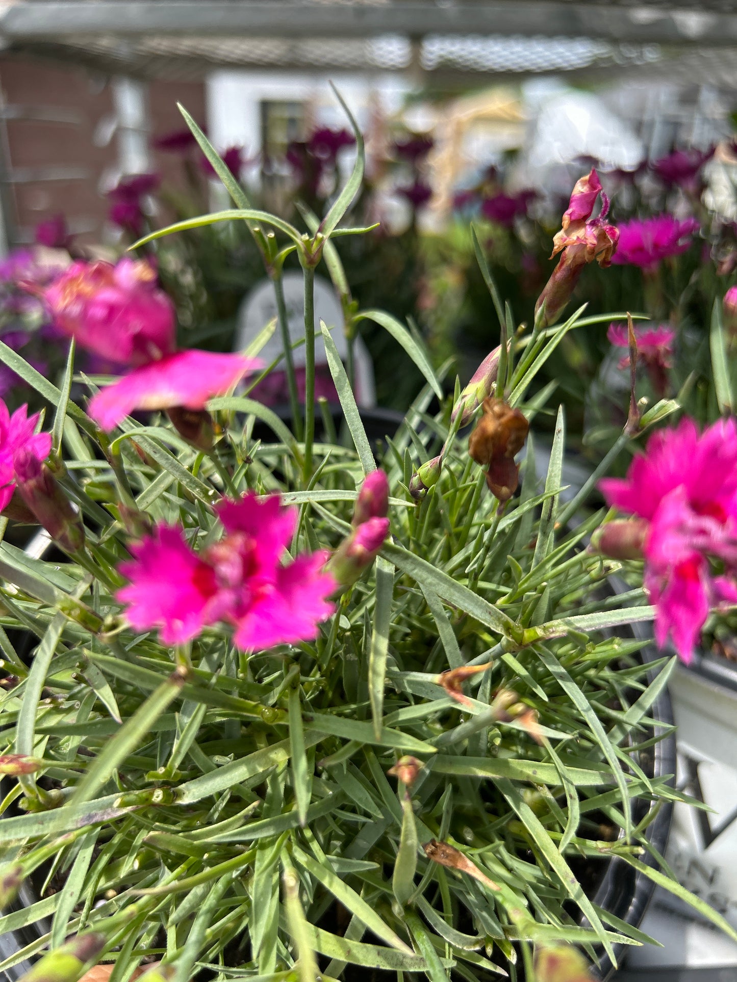 1 Gal Dianthus