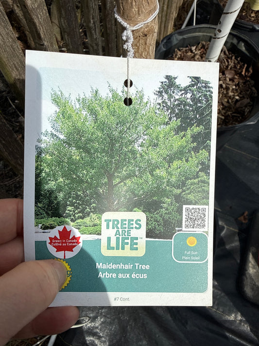 Ginko Biloba Tree - 7 Gal