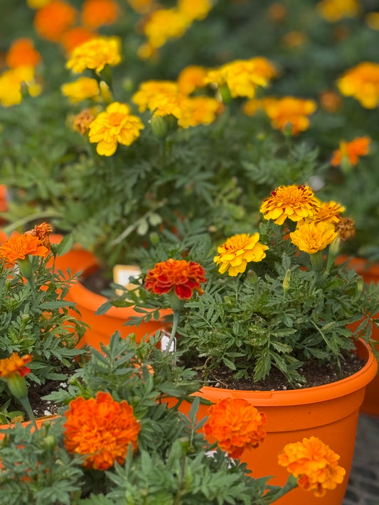 6" Marigolds