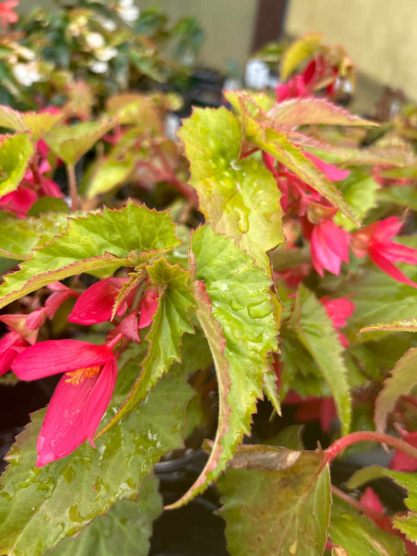 4" Begonia Beauvilla Hot Pink