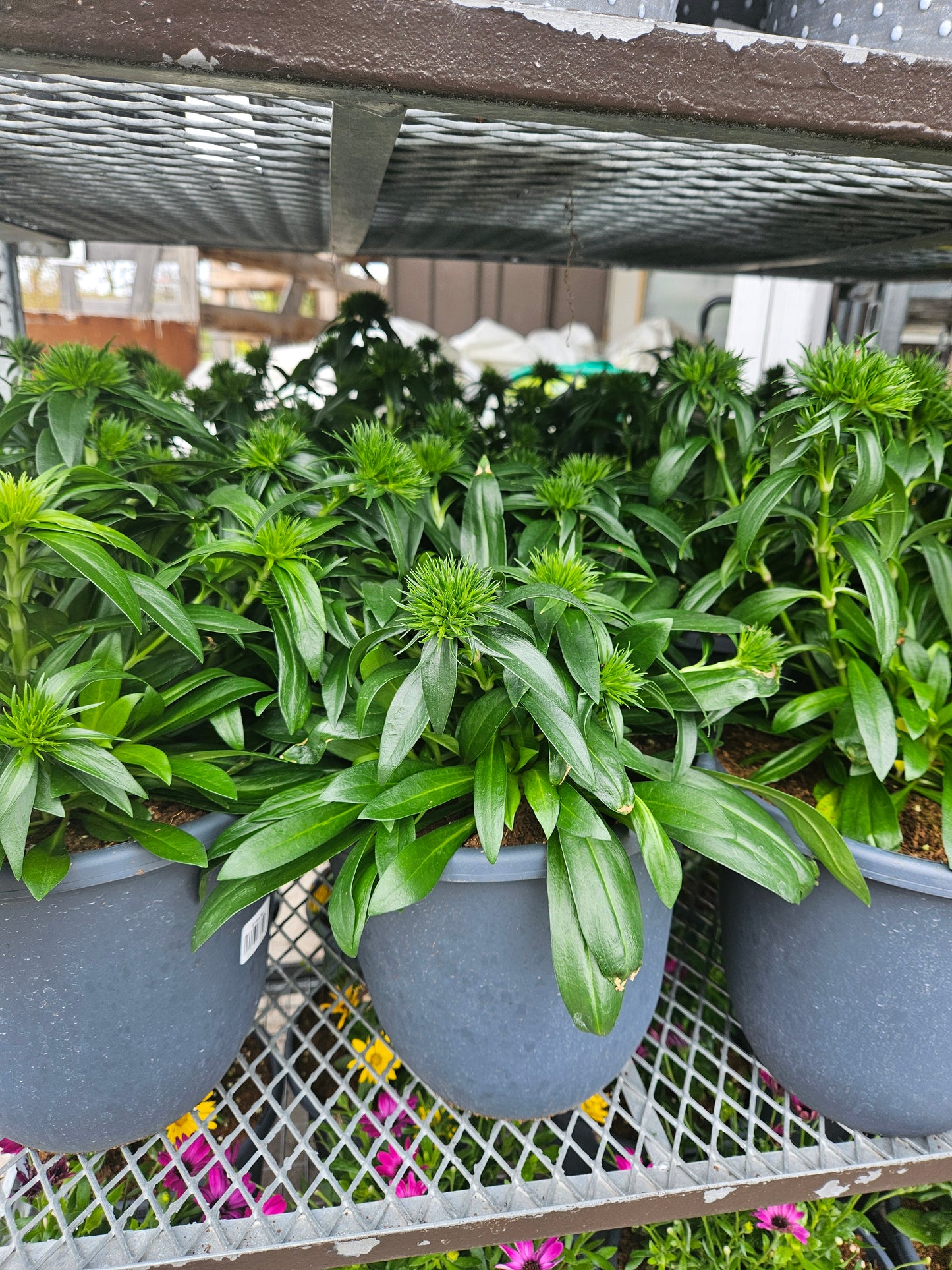9" Planters