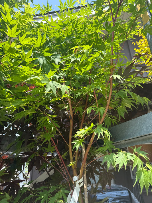 Coral Bark Japanese Maple