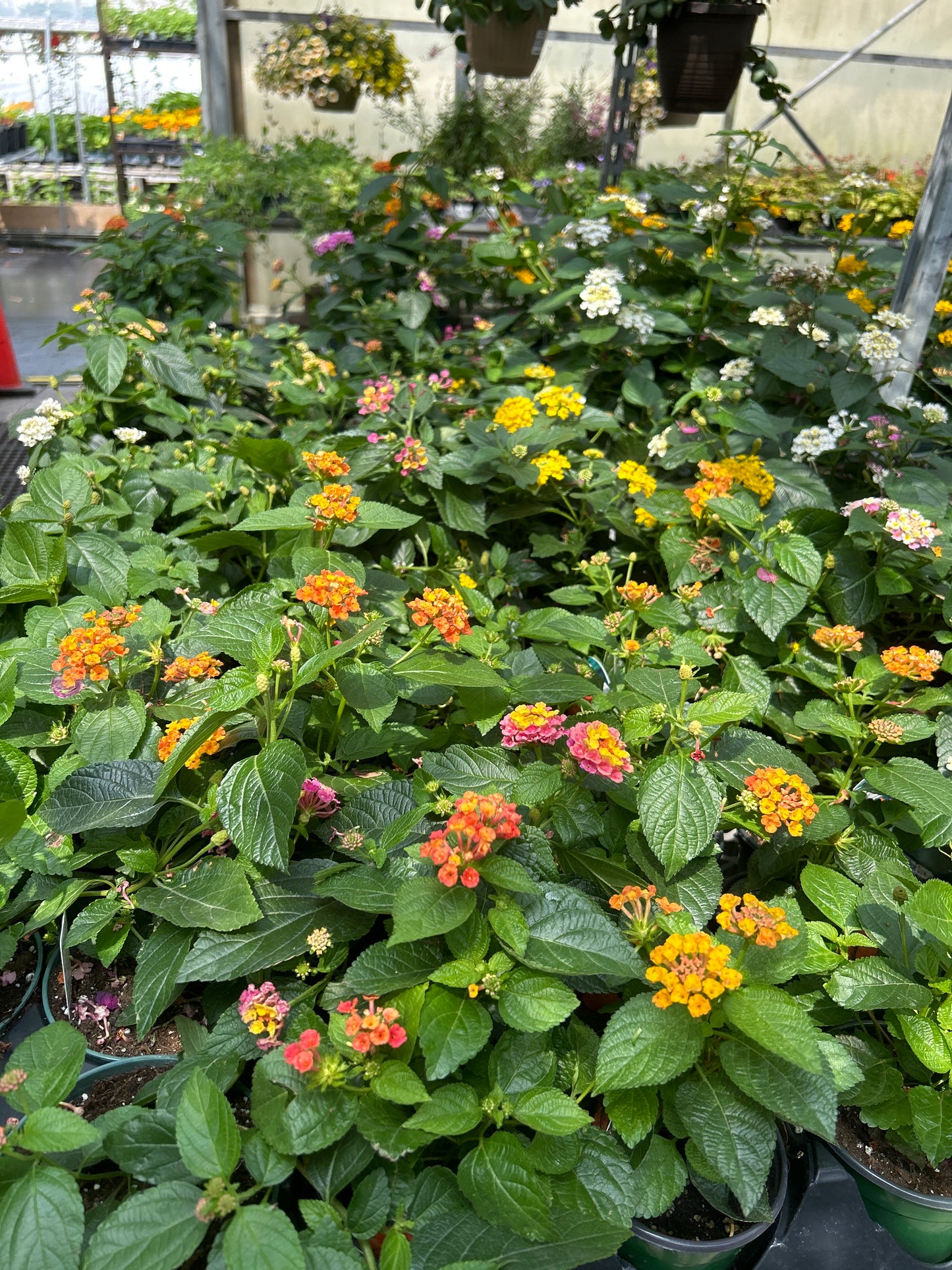 4" Lantana