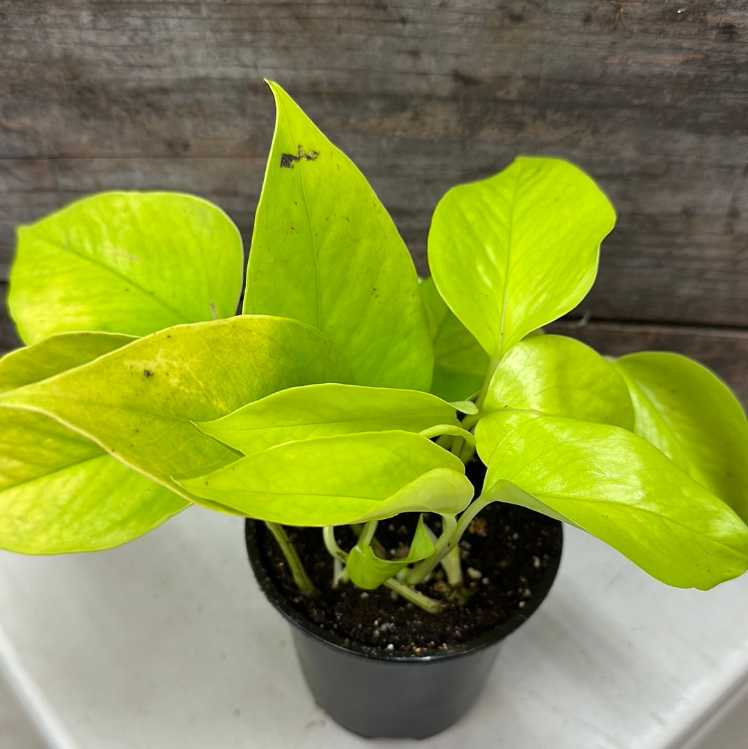 Neon Pothos