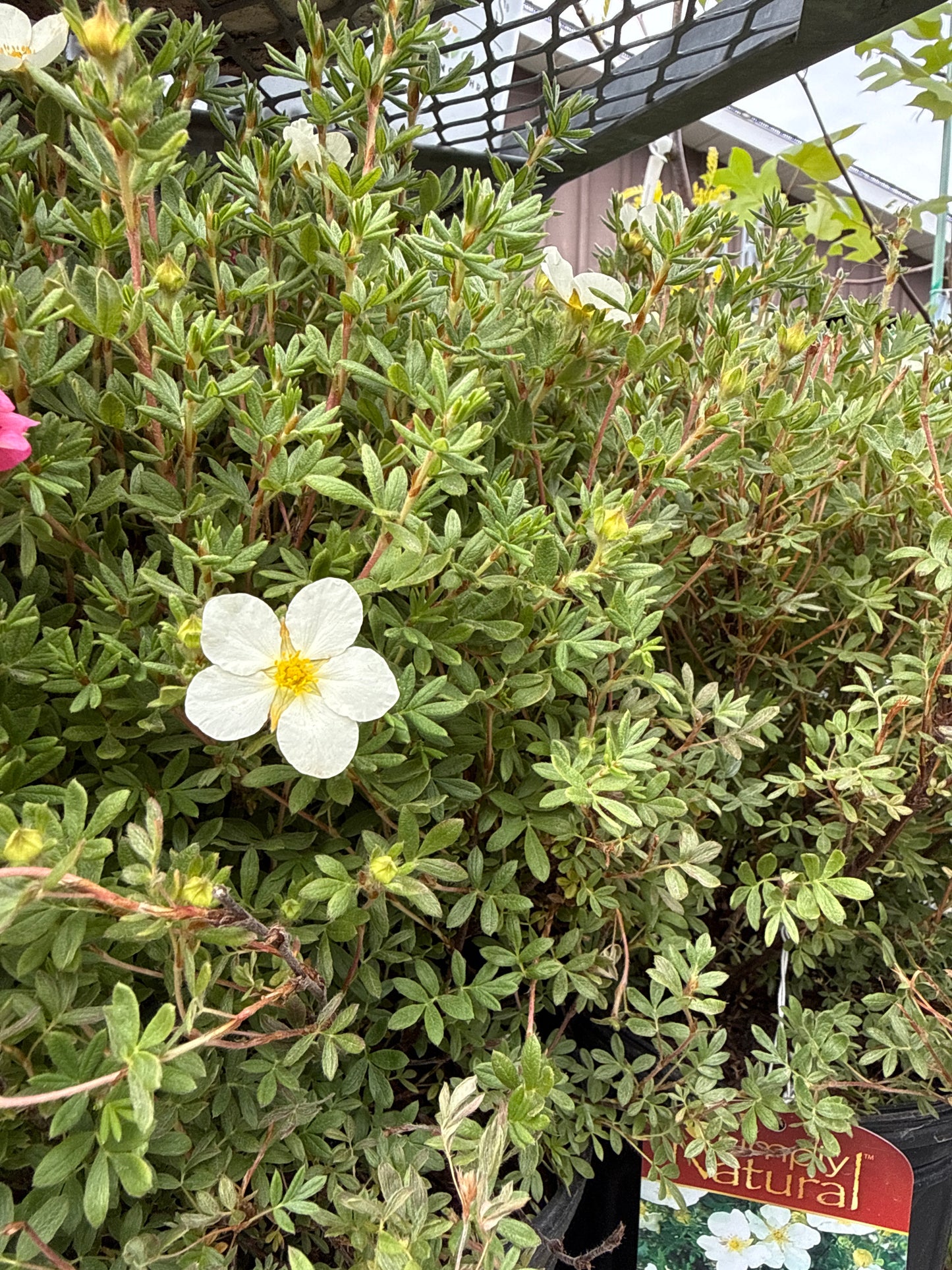 Mc Kays White Potentilla