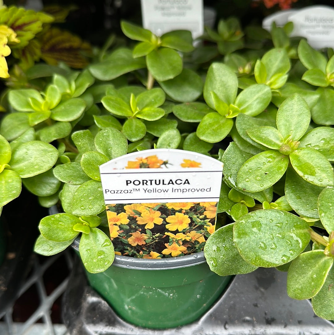 4" Portulaca
