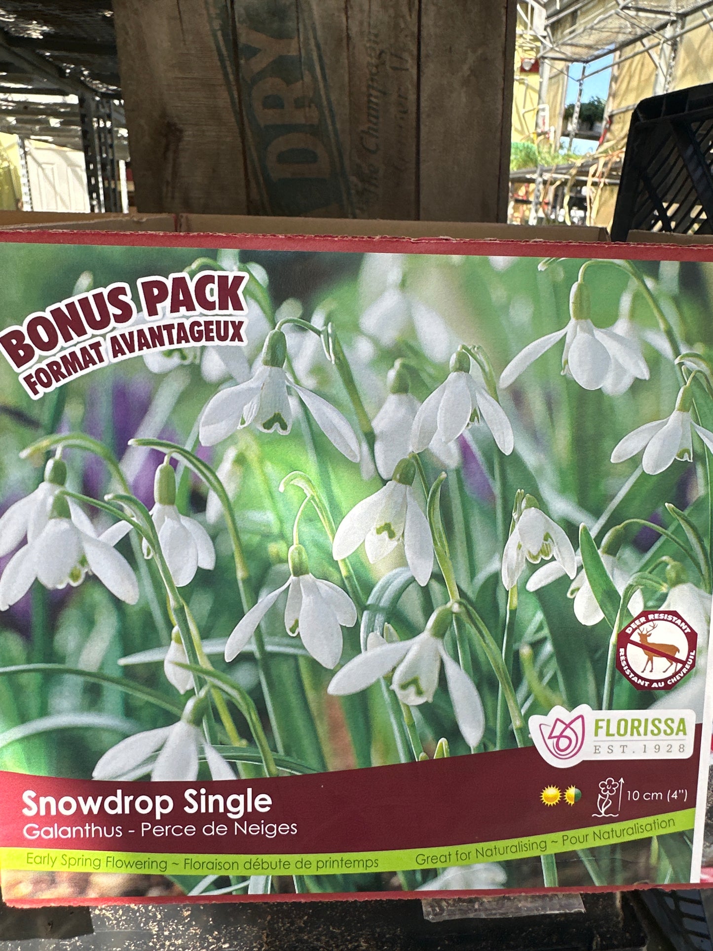 Snowdrop Bulbs (20)