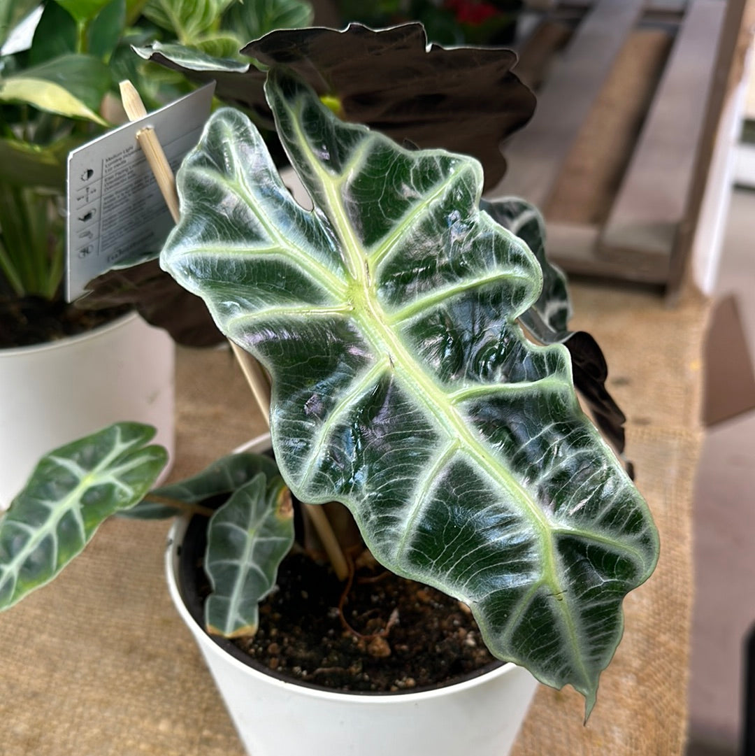 Alocasia Polly 'Dwarf Amazonica'