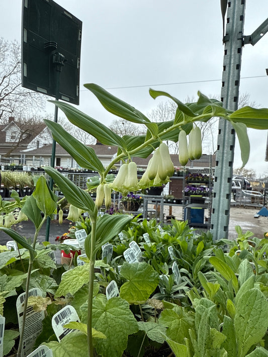 4" Smooth solomon's-Seal 'Polygonatum Biflorum'