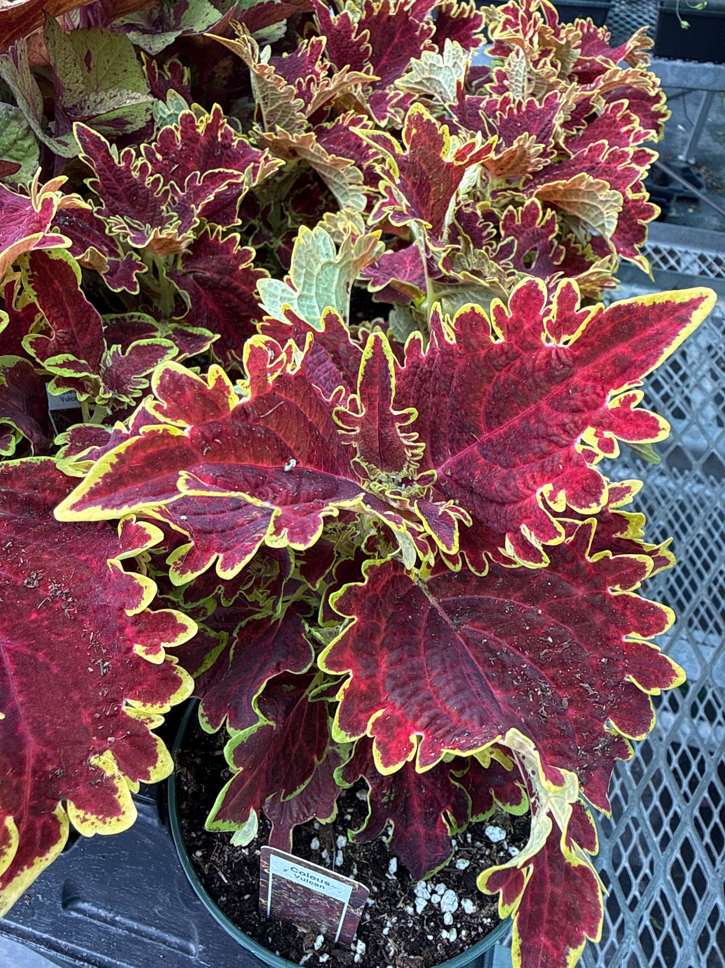 4" Coleus