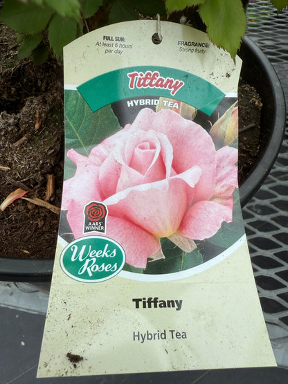 Weeks Roses 'Tiffany'