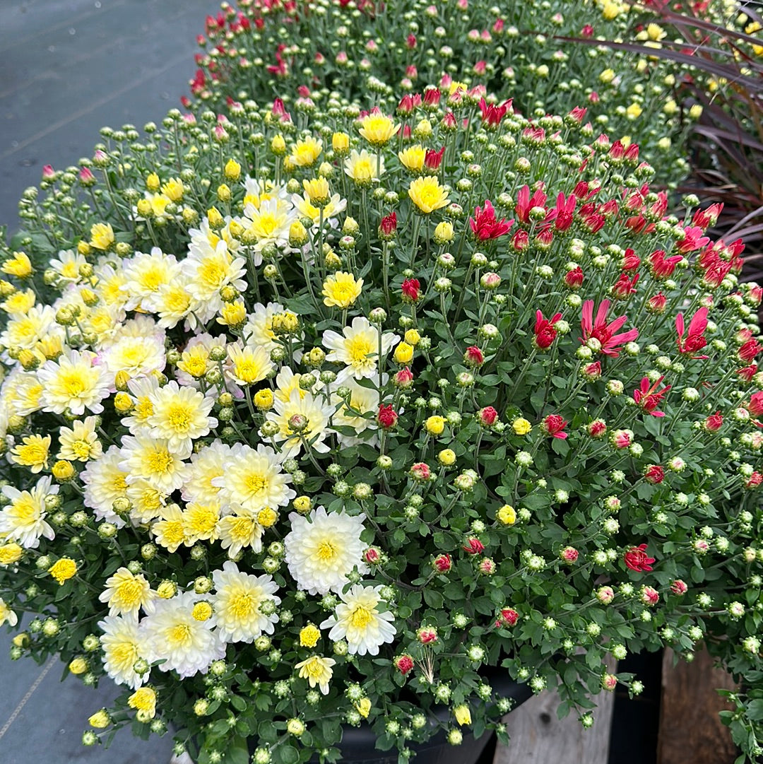 14" Mums - Mixed Colours