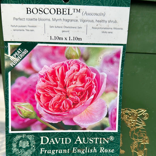 David Austin Rosa Boscobel