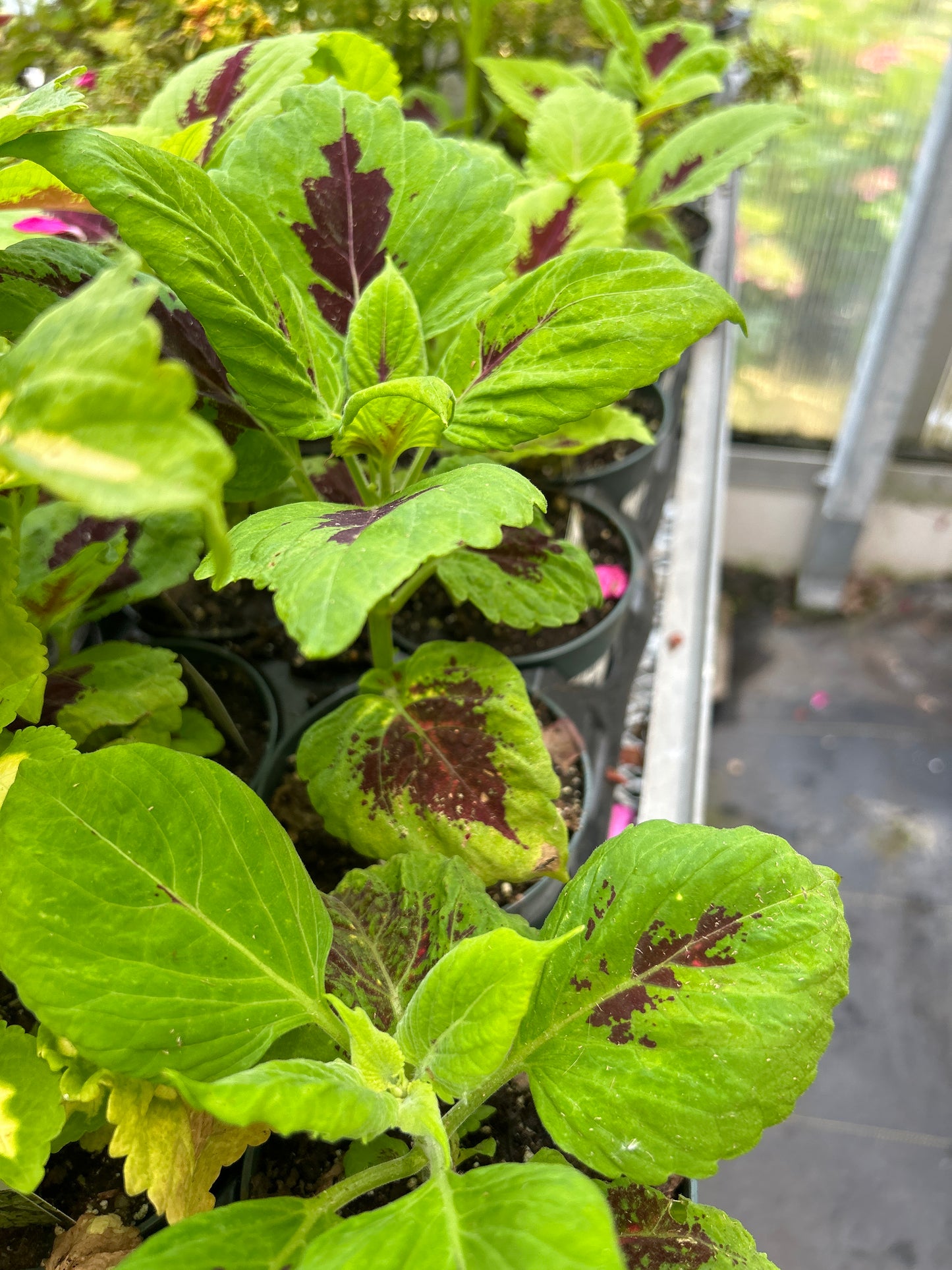 4" Kong Coleus