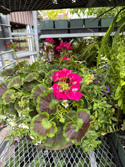 Hanging Basket Extra-Large 16"