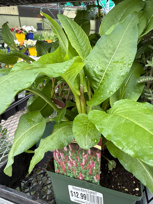 Persicaria Bistorta Superba