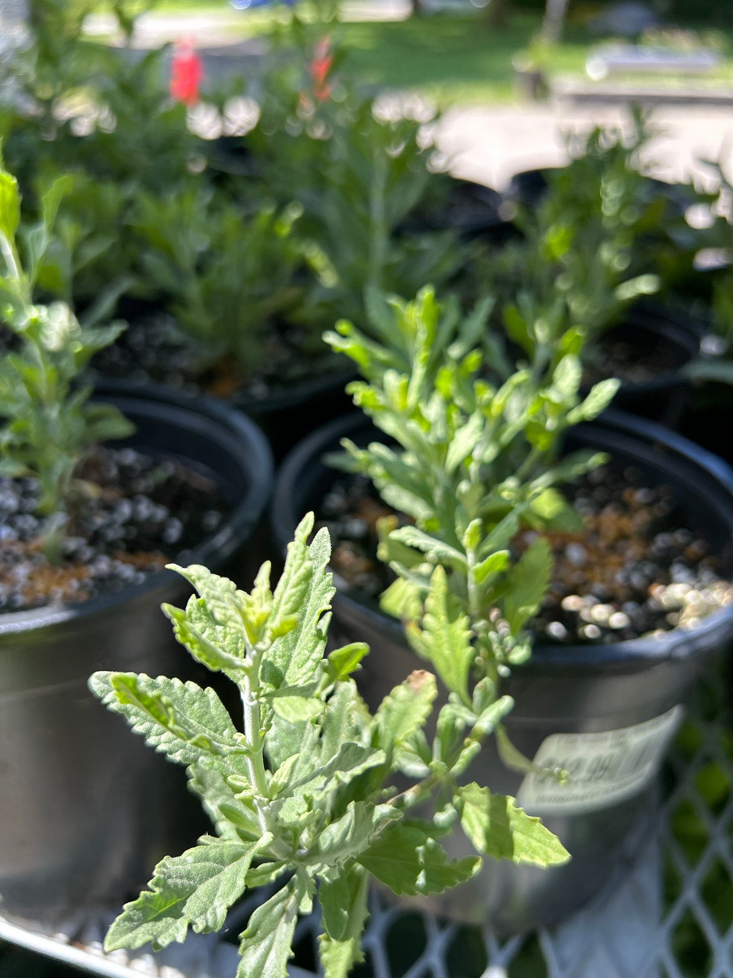 1 Gal Russian Sage (Perovskia)