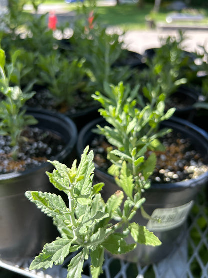 1 Gal Russian Sage (Perovskia)