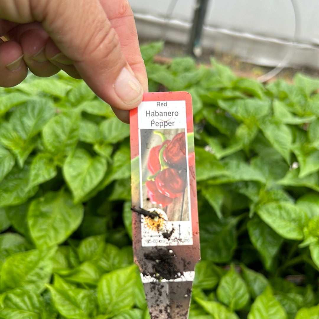 Habanero Pepper (Multi Pack)