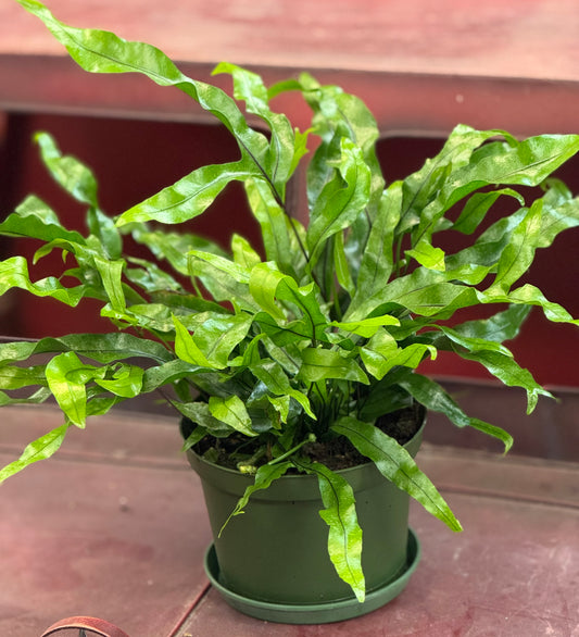 6" Kangaroo Paw Fern