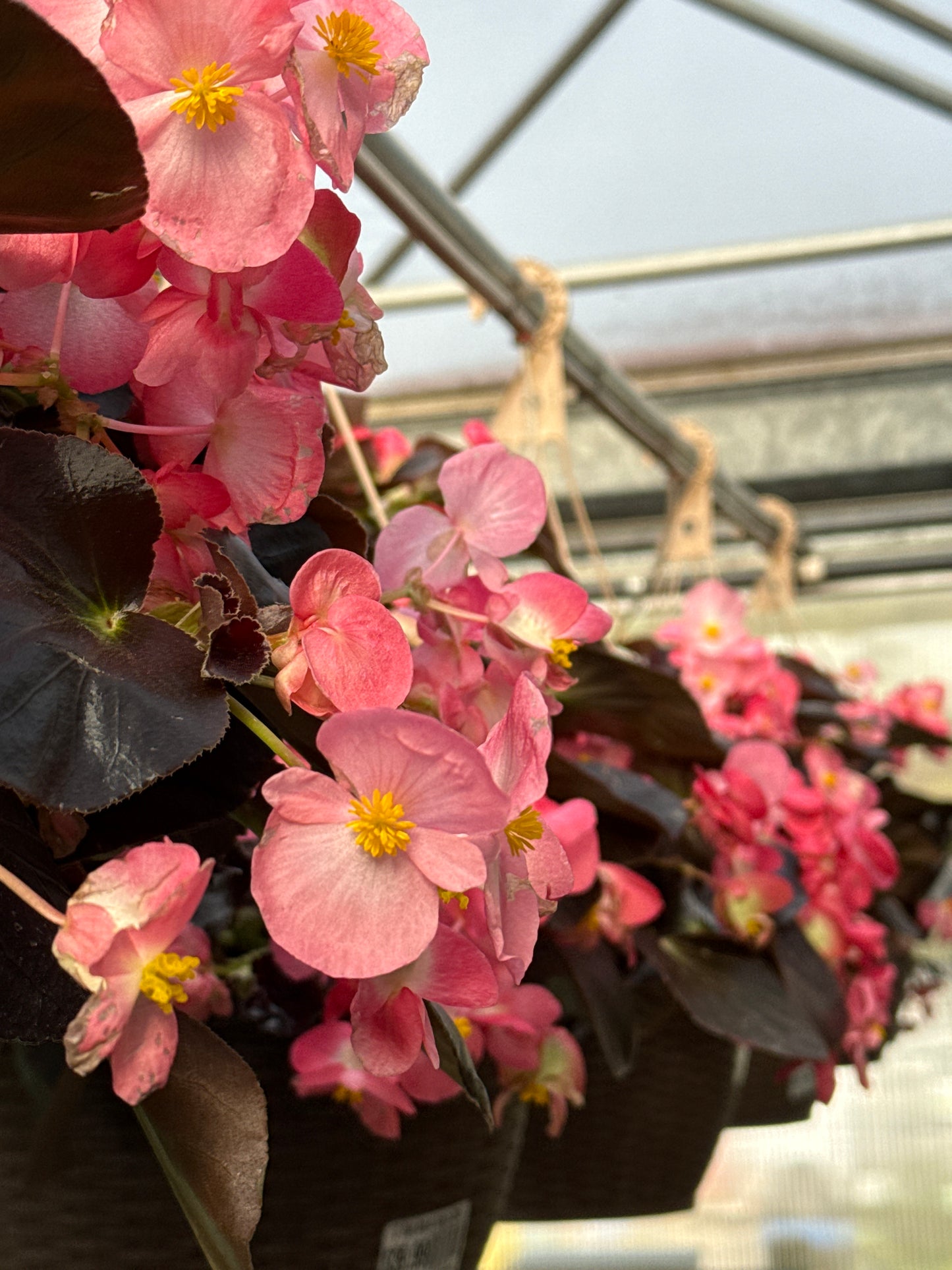 13" Viking Begonia Hanging Basket