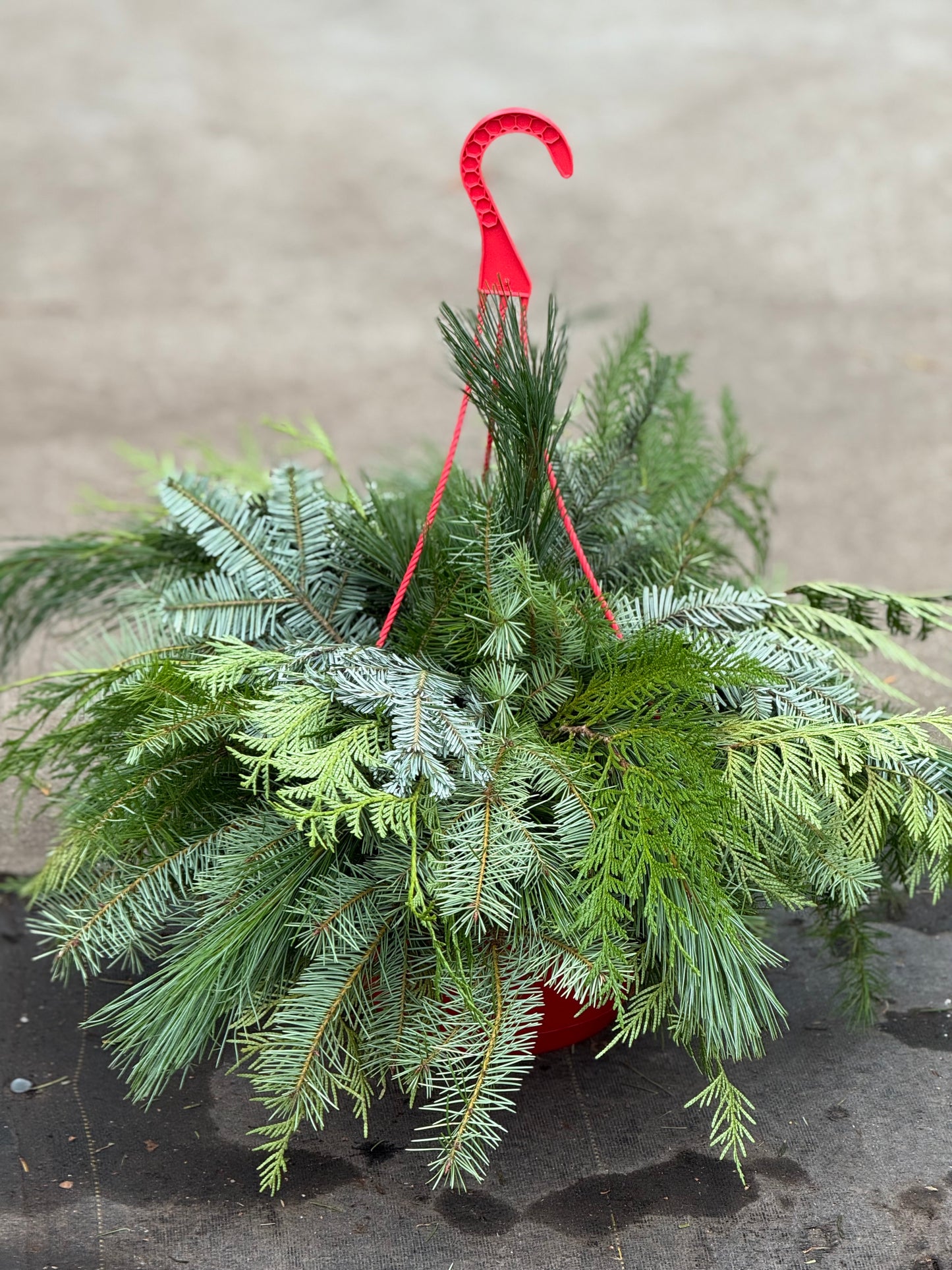 10" DIY Hanging Basket Arrangement 'Just Greens'