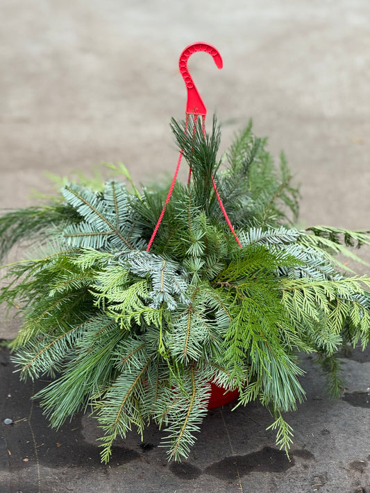 10" DIY Hanging Basket Arrangement 'Just Greens'