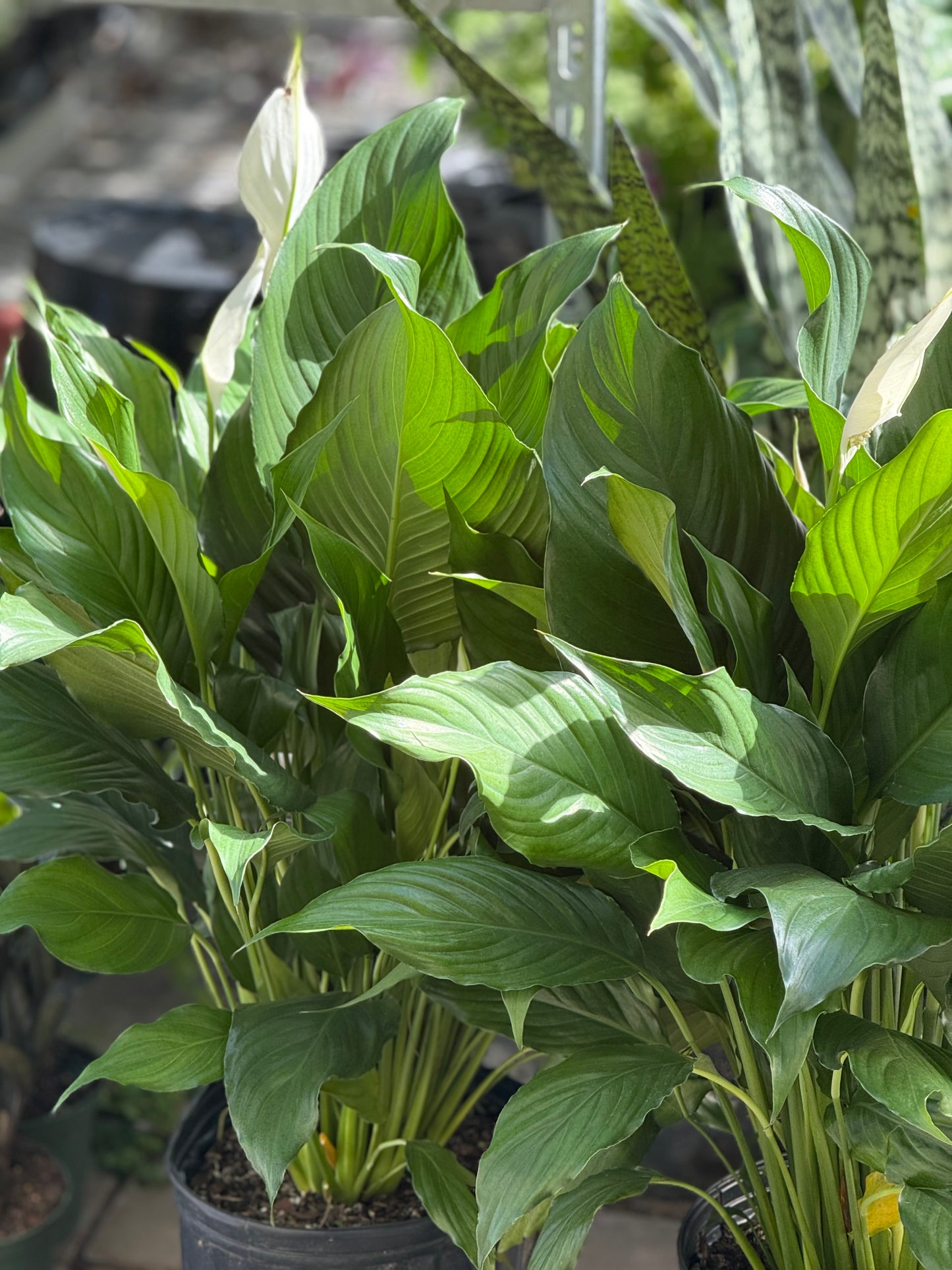 10" Peace Lily (Spathiphyllum)