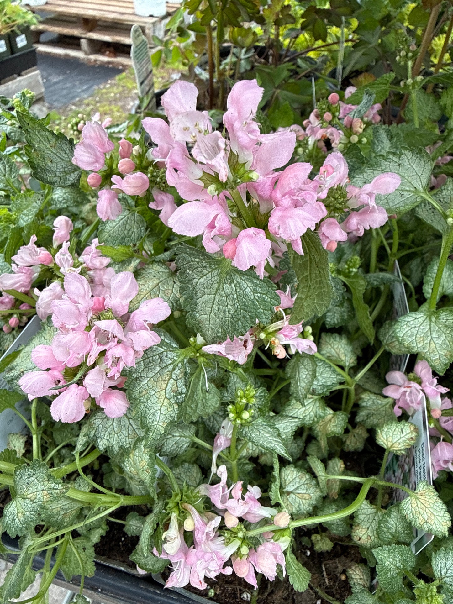 4" Dead Nettle (Lamium)