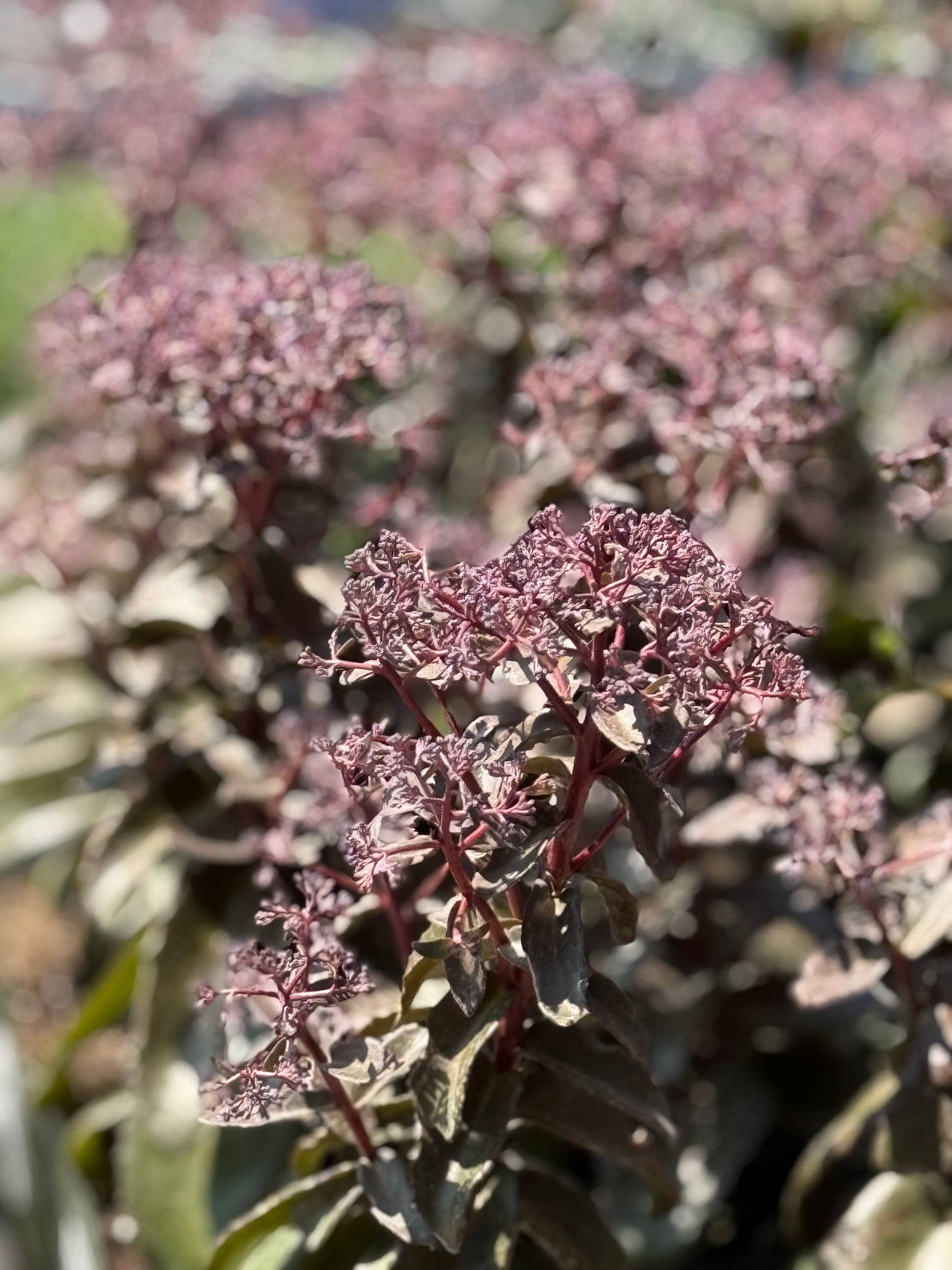 1 Gal Sedum/Stonecrop