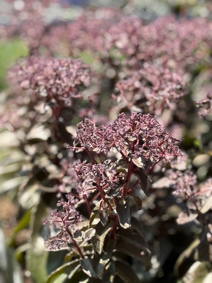 1 Gal Sedum/Stonecrop