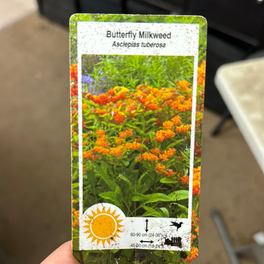 4" Butterfly Weed 'Asclepias Tuberosa'