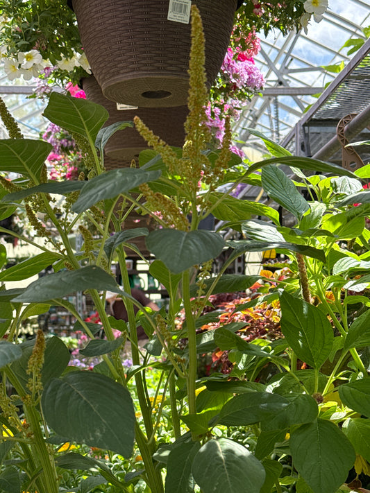 4" Amaranthus