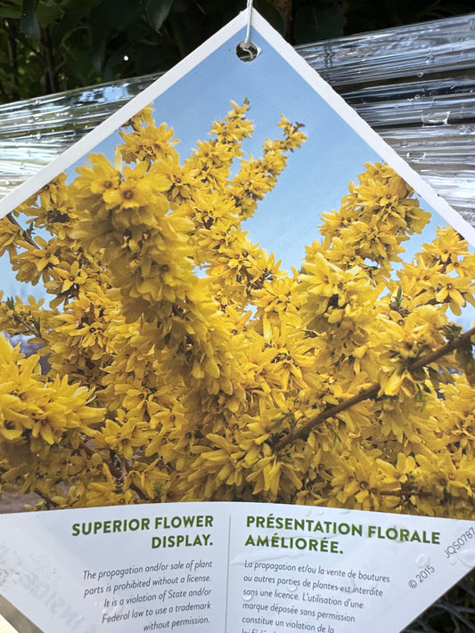 'Show Off' Forsythia - Proven Winners