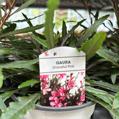 4" Gaura