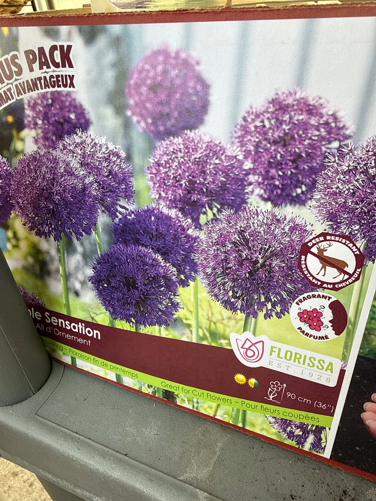 Allium - Ornamental Onion bulb