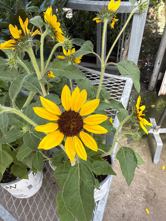 1 Gal Helianthus