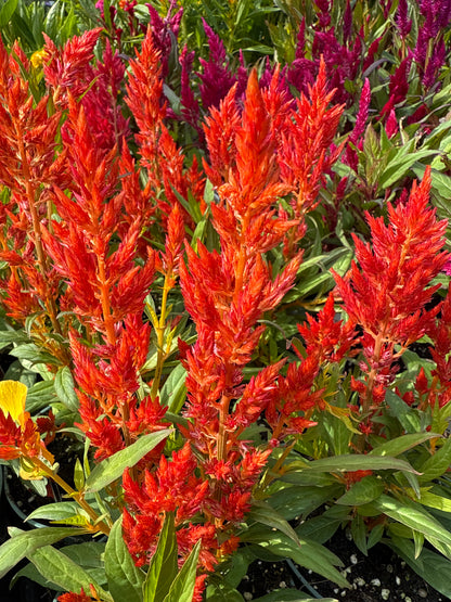4" Celosia