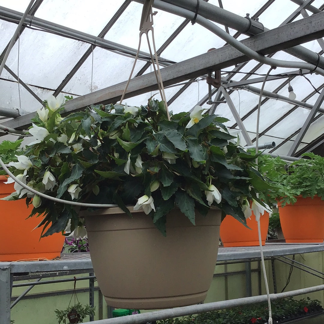 10" Trailing Begonia Hanging Basket (Encanto/Bossa Nova)