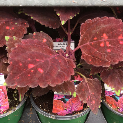 4" Coleus