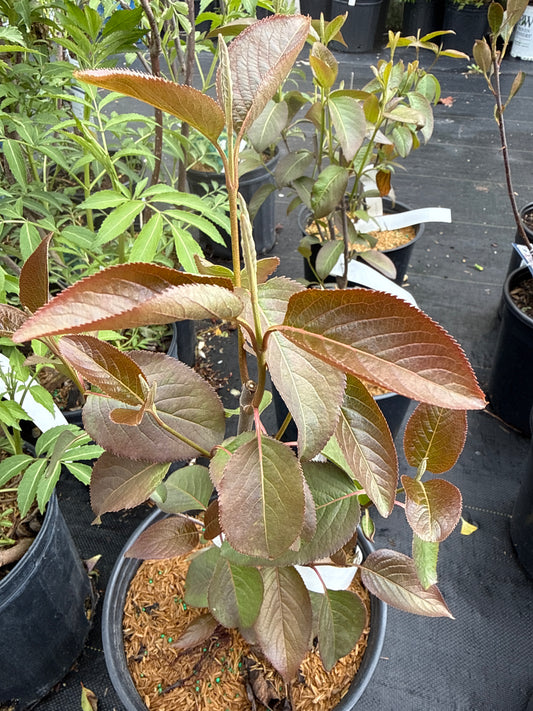 Nannyberry 'Viburnum Lentago'