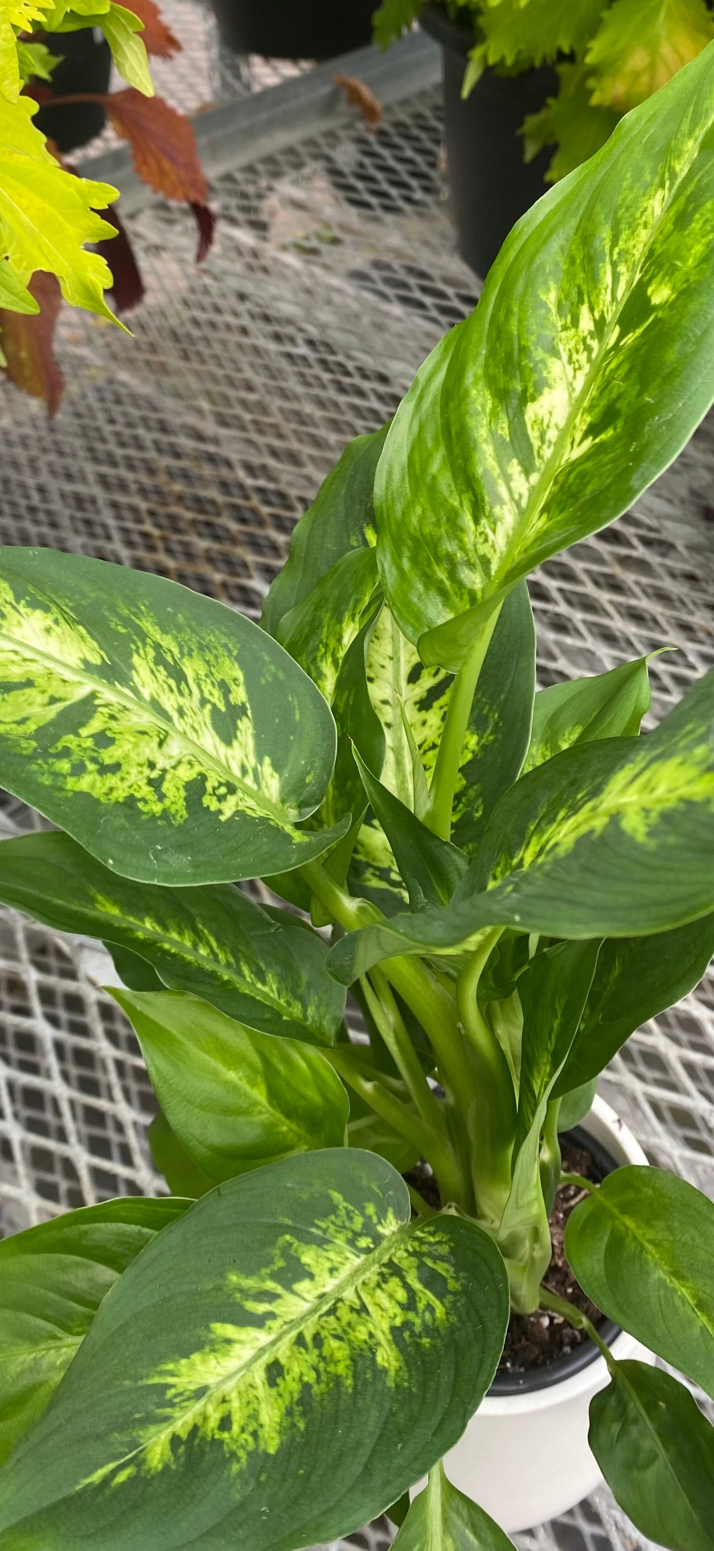 Dieffenbachia, Amy