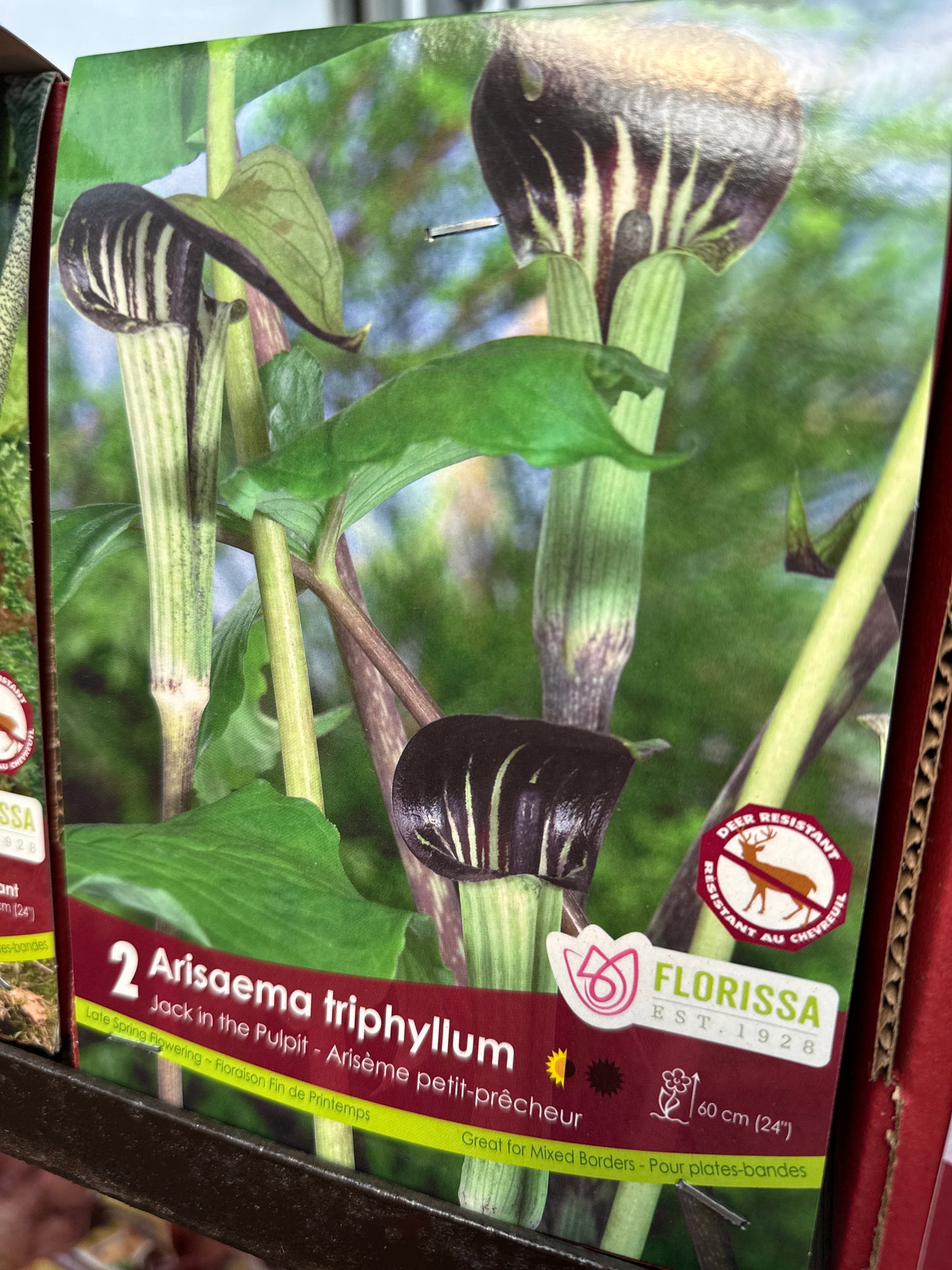Native Corms and Rhizomes