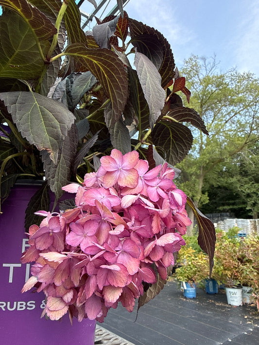 Eclipse Hydrangea