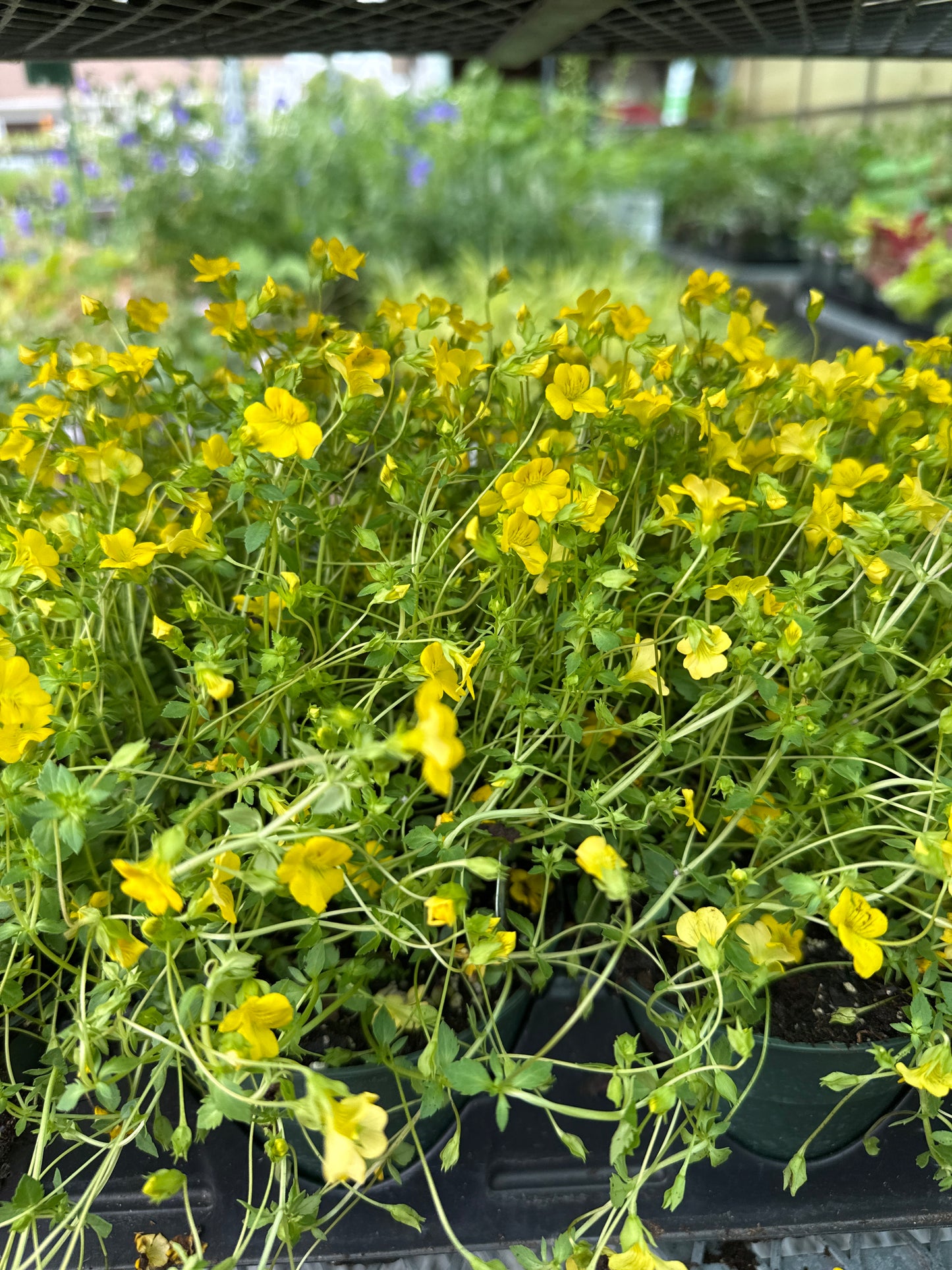 4" Mecardonia 'Golden Freckles'