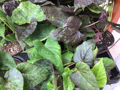 4" Potato Vine (Ipomoea Batas)