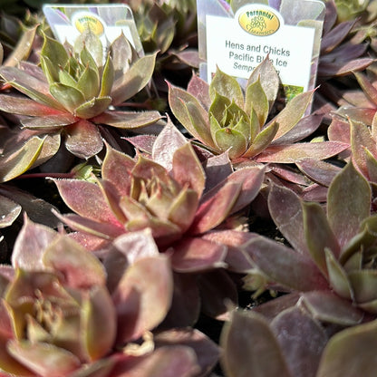 6 pack flat - Hens and Chicks (Sempervivum)