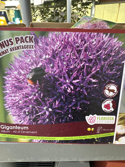 Allium - Ornamental Onion bulb